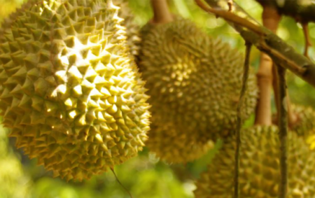 Fruit growers in Malaysia