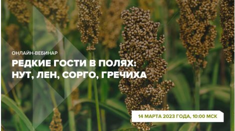 Онлайн-вебинар "Редкие гости в полях: нут, лен, сорго, гречиха."