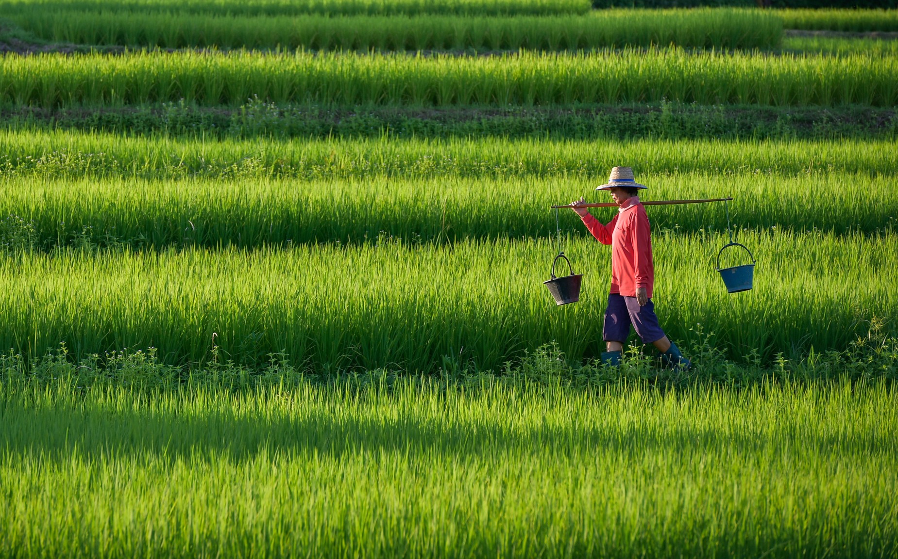 Rice farmers in Thailand