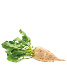 Қант қызылшасы