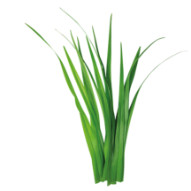 Жемдік шөптер